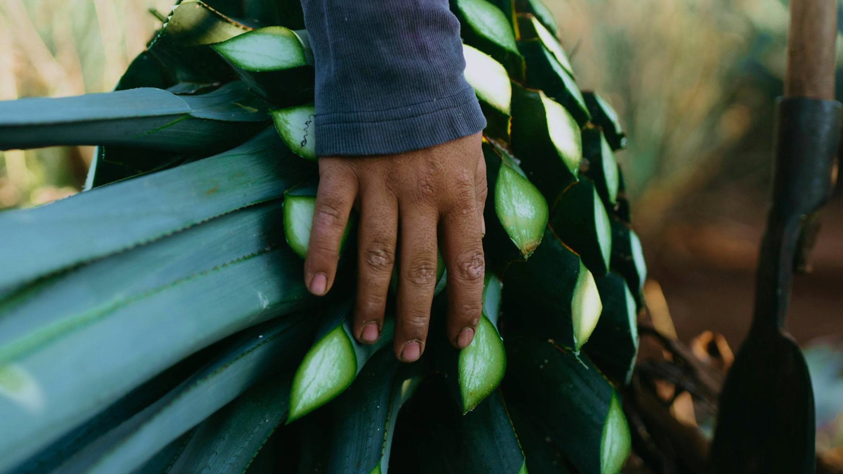 Jimador hand on agave