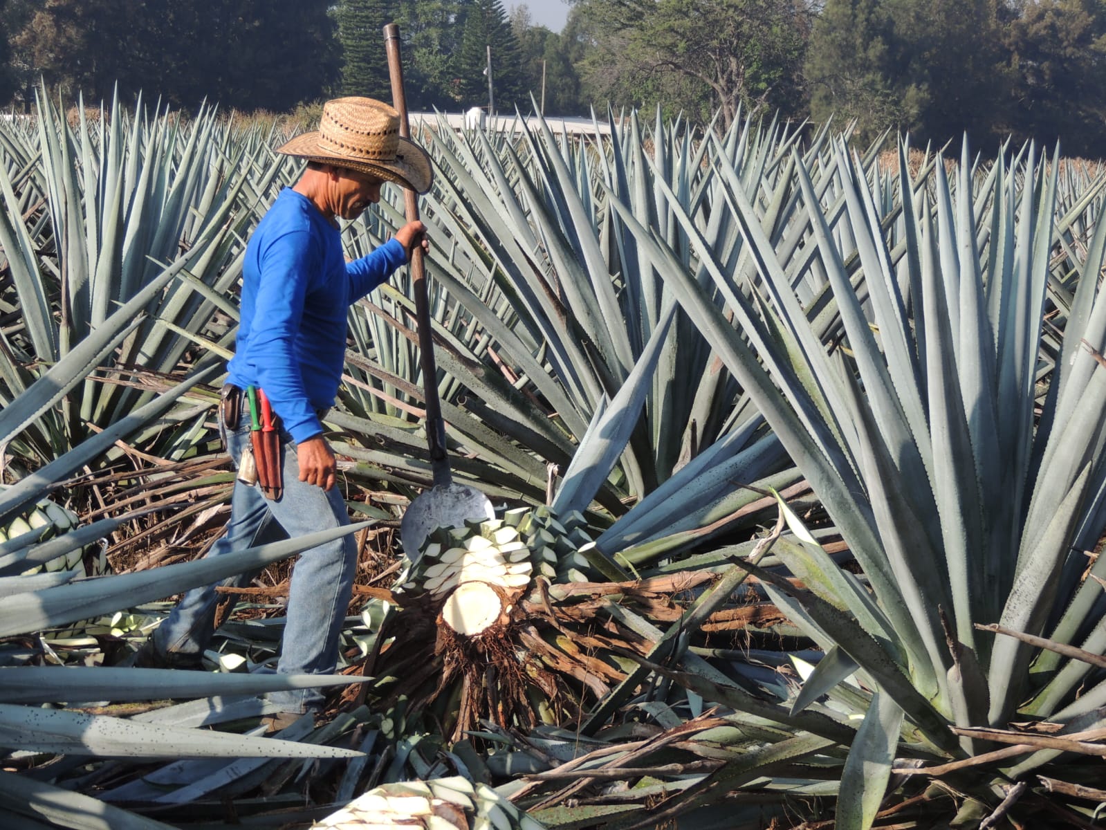 Snova team in agave plantation