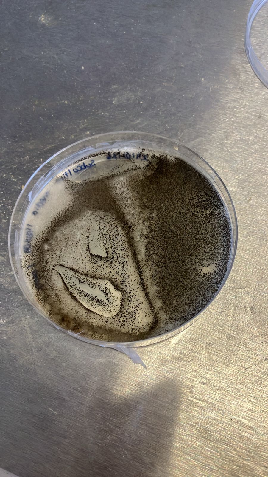 Snova microbes — natural melanin cultures